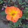 Playboy rose photo