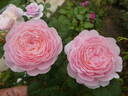 Queen of Sweden rose photo