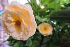 Bataclan rose photo