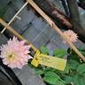 King Arthur ® rose photo