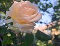 Ragazza rose photo