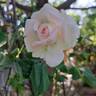 Ragazza rose photo