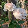 Catherine Meurisse rose photo