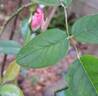 Catherine Meurisse rose photo