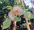 Bring Me Sunshine rose photo