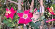 Candia Meillandécor ® rose photo