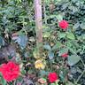 Scarlet Bonica rose photo