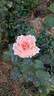 André le Nôtre ® rose photo