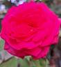 Kazatchok ® rose photo