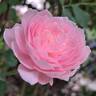 Queen of Sweden rose photo