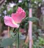 Lolita Lempicka ® rose photo
