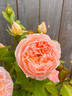 Evelyn ™ rose photo
