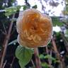 Bring Me Sunshine rose photo