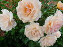 Sweet Honey rose photo