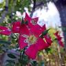 Candia Meillandécor ® rose photo