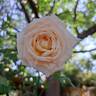 Ragazza rose photo