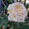 Ragazza rose photo
