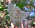 Crème Chantilly rose photo