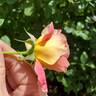 Condesa de Sástago rose photo