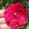 Eugène de Beauharnais rose photo