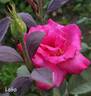Lobo rose photo