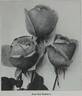 Red Radiance rose photo