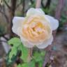 Desdemona rose photo