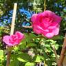 Kazatchok ® rose photo