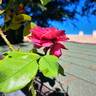 Ruban Rouge rose photo