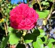 Ruban Rouge rose photo