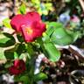 Zepeti rose photo