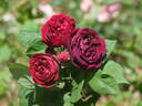 William Jesse rose photo