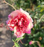 Archiduc Joseph rose photo