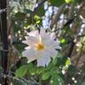 Midsummersnow ® rose photo