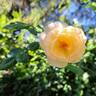 Wollerton Old Hall rose photo