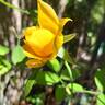 Eureka ® rose photo