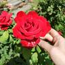 Olympiad ™ rose photo