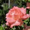 Soft Whisper rose photo
