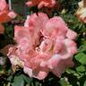 Soft Whisper rose photo