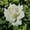 John F. Kennedy rose photo