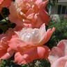 Soft Whisper rose photo