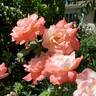 Soft Whisper rose photo