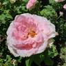 Beverly rose photo