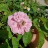 Marchesa Boccella rose photo