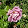 Arctic Blue ™ rose photo