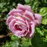 Arctic Blue ™ rose photo