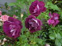 Burgundy Ice rose photo