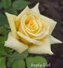 Hopie Girl rose photo