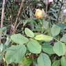 Crown Princess Margareta rose photo