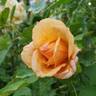 Garden Sun rose photo